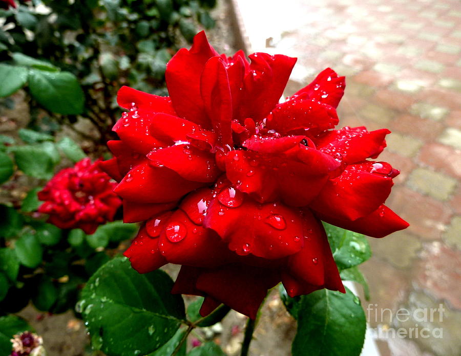 Afghanian Rose Photograph by Anna  Duyunova