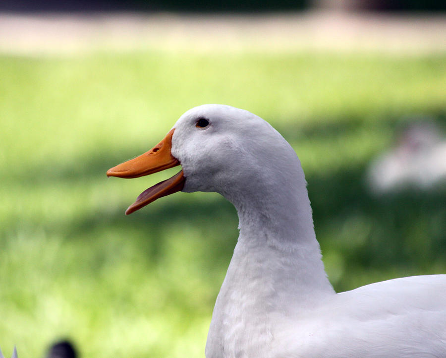 Aflac Photograph by Jeanne Andrews