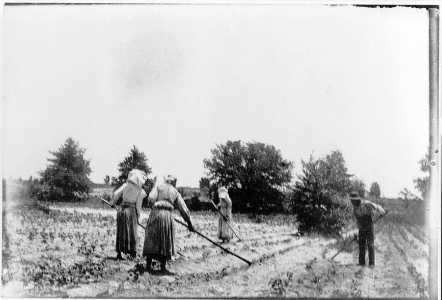 African American Farmers, Three Women Photograph by Everett