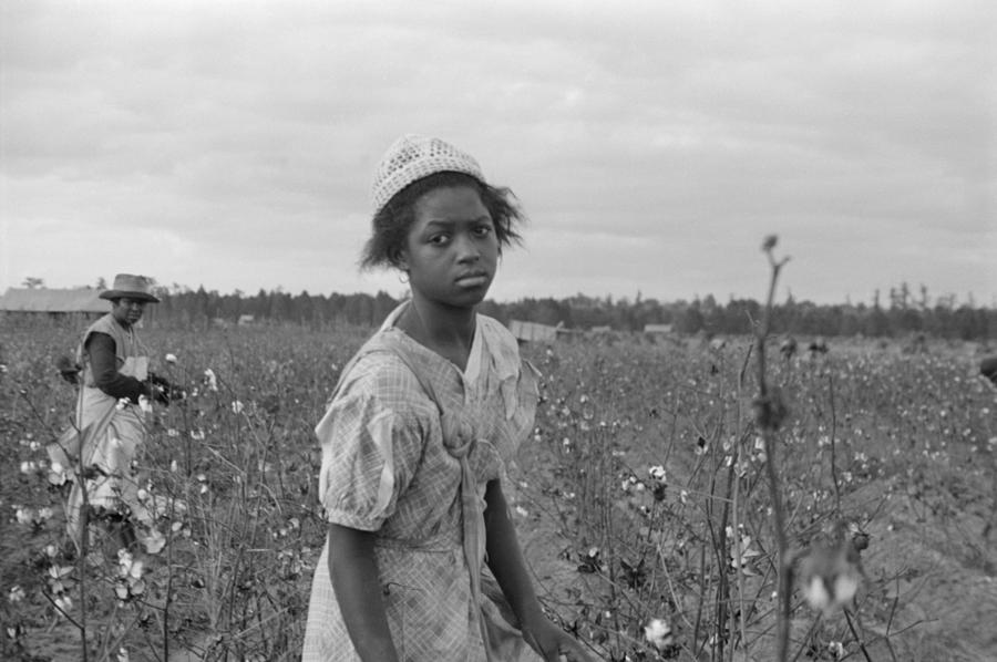 African American Girl Picking Cotton Photograph By Everett Pixels   African American Girl Picking Cotton Everett 