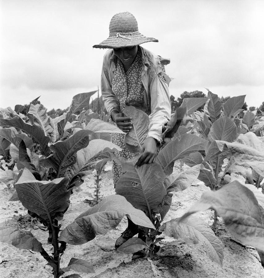 Dorothea Lange Photograph - African American Woman Farming by Everett