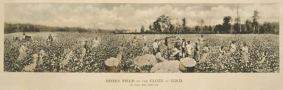 African Americans Working In A Cotton Photograph by Everett