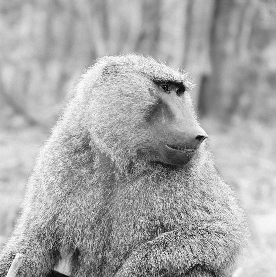 African Baboon Photograph by Hemera Technologies