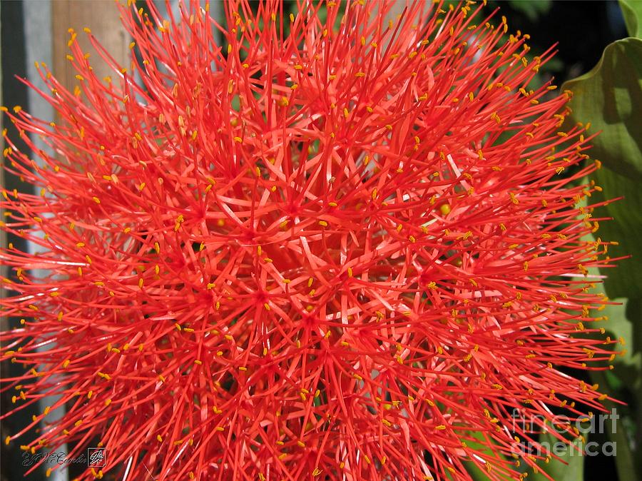 Football Photograph - African Blood Lily or Fireball Lily by J McCombie