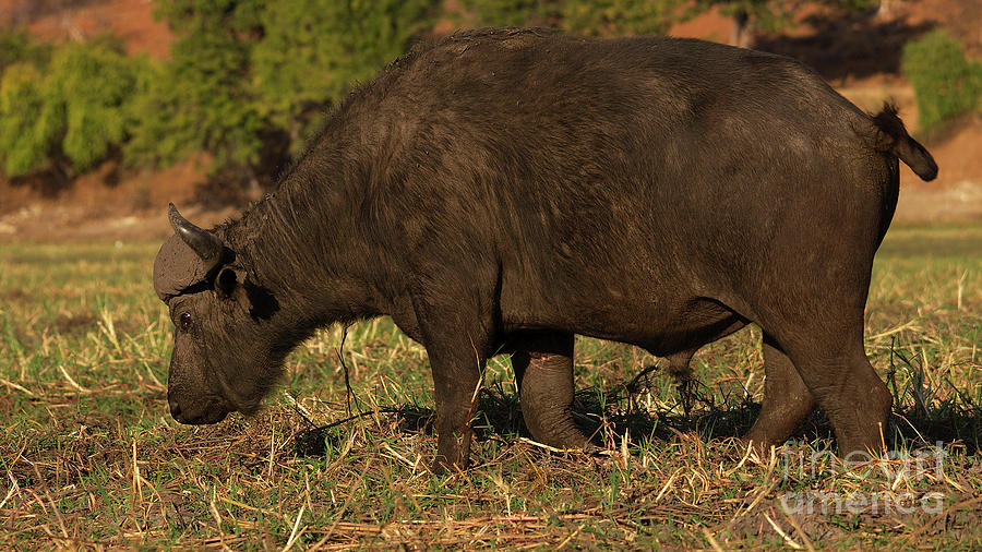 African Buffalo Photograph by Mareko Marciniak
