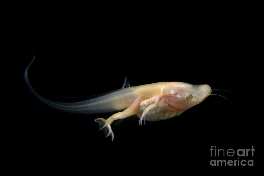 African Clawed Frog Tadpole Photograph by Dante Fenolio