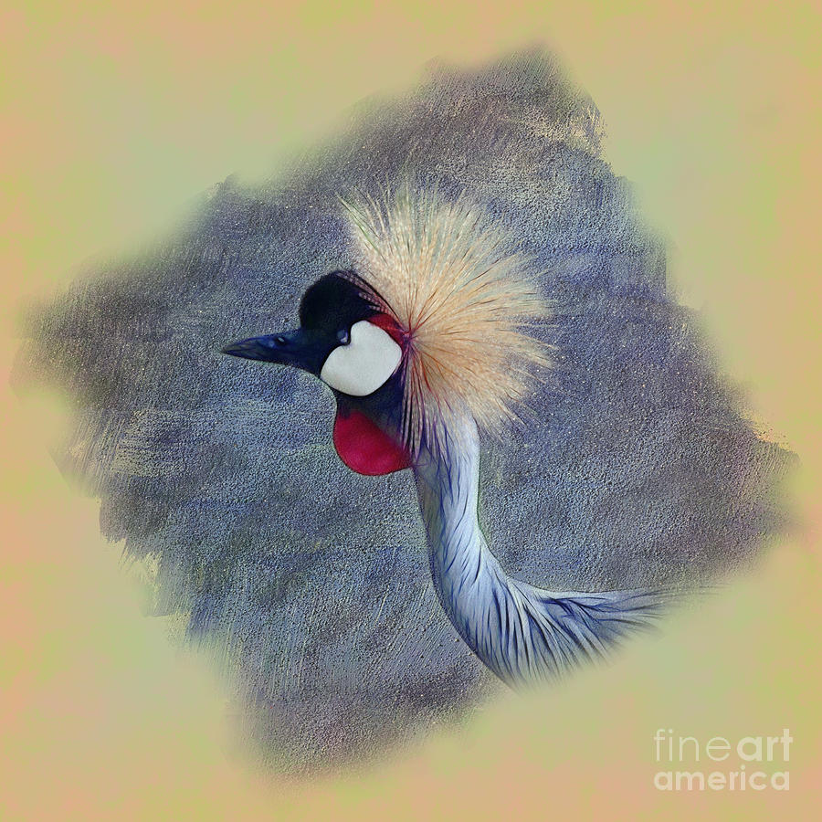 African Crowned Crane Photograph by Judi Bagwell