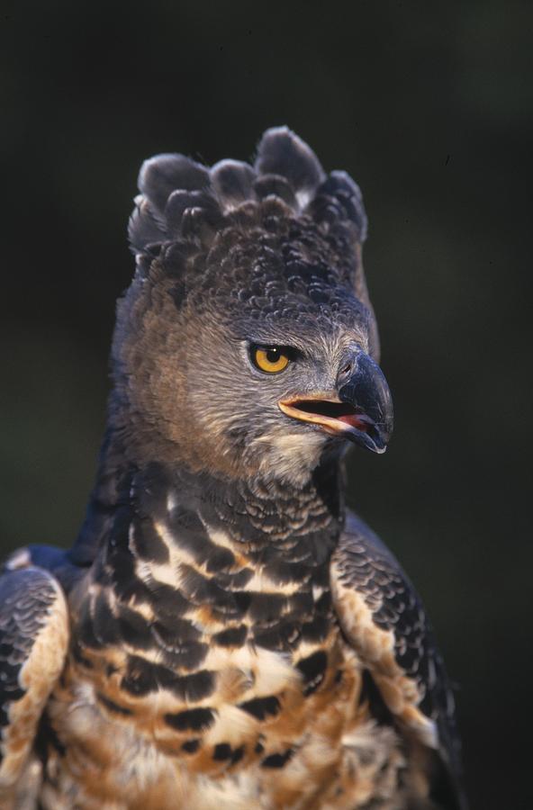 Animal Photograph - African Crowned Eagle by Natural Selection David Ponton