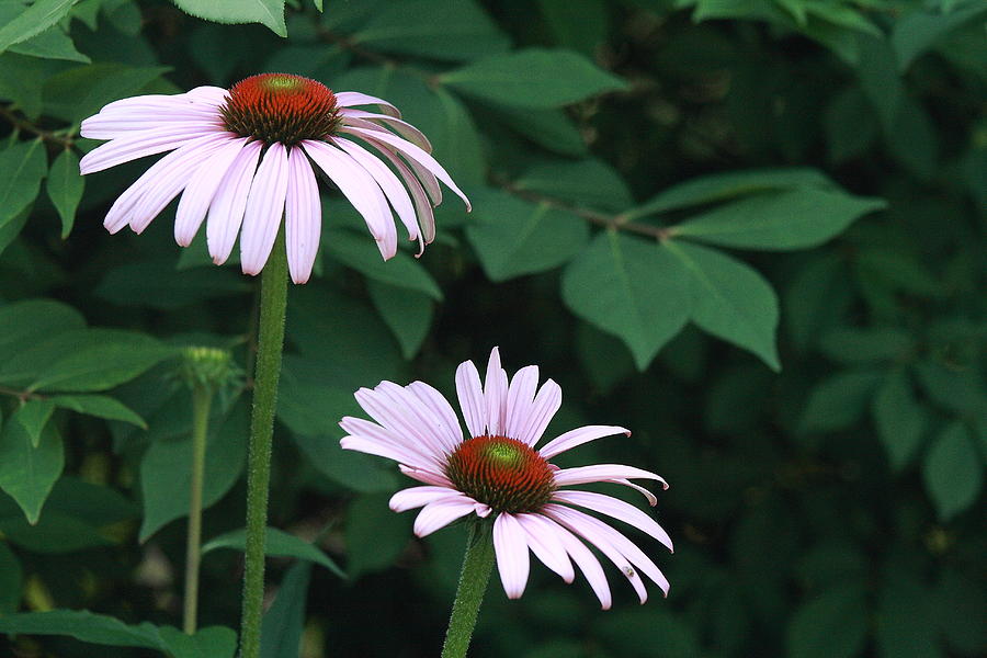 Pink Flowers Photograph - African Daisies 6  by Vivian Cosentino