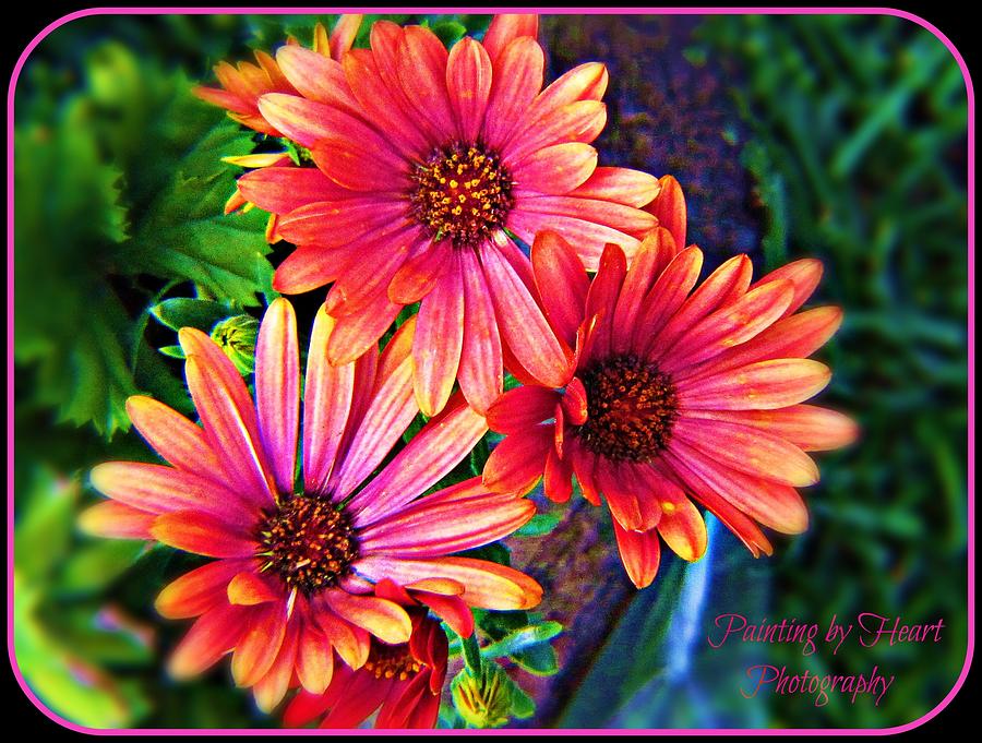 African Daisy by Deahn Benware African Daisy by Deahn Benware