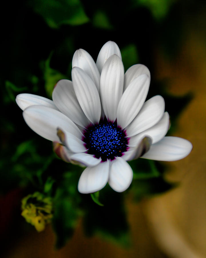 African Daisy Photograph by Lynne Jenkins
