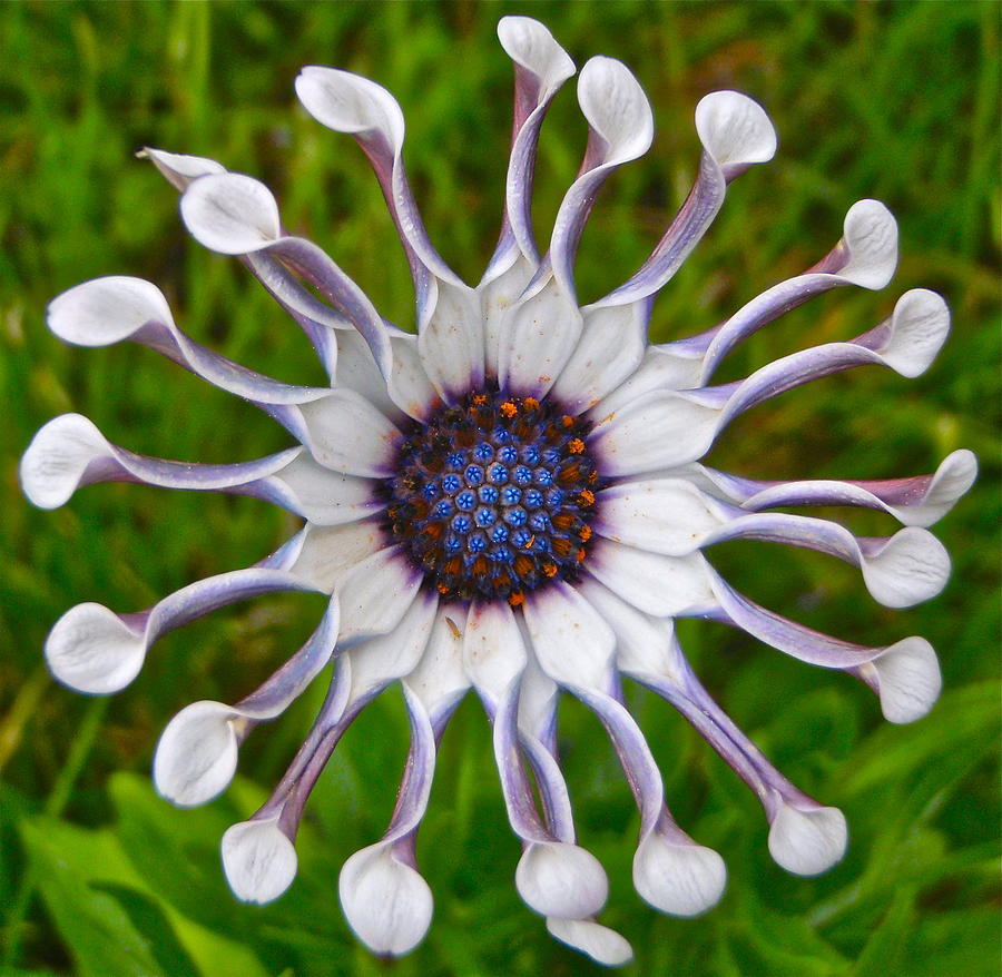 African Daisy Photograph by Senske Art - Fine Art America