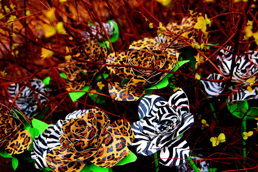 African Duck Tape Wildflowers Photograph by Laura  Grisham
