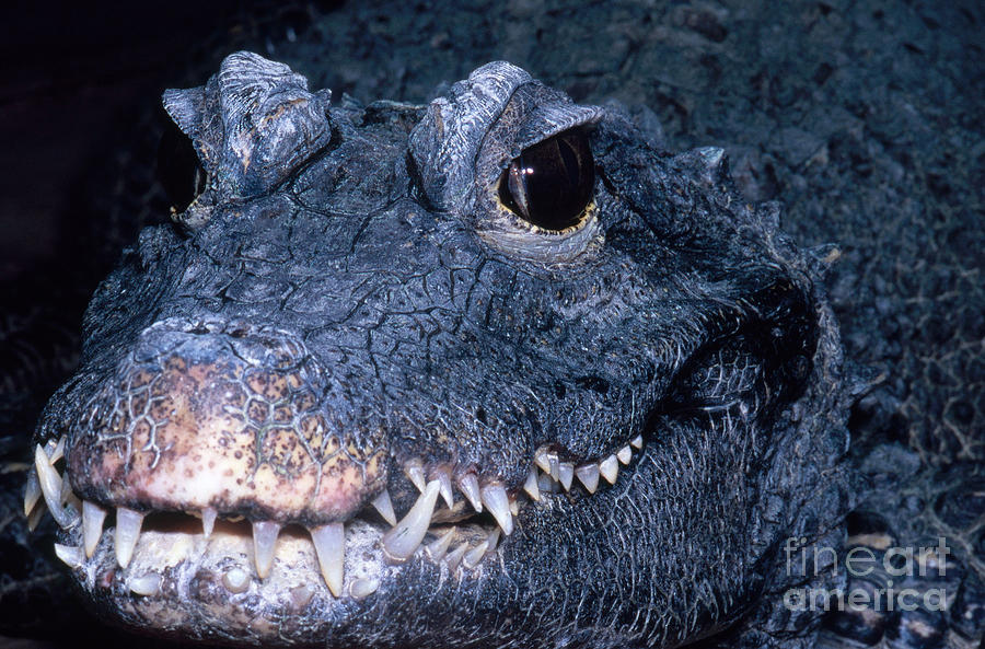 Crocodile Photograph - African Dwarf Crocodile by Dante Fenolio