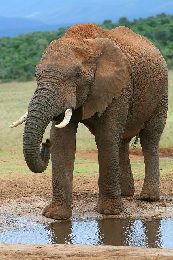 African Elephant Photograph by Bruce J Robinson