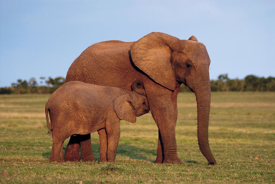 African Elephant Calf Suckling Photograph by Peter Chadwick - Pixels