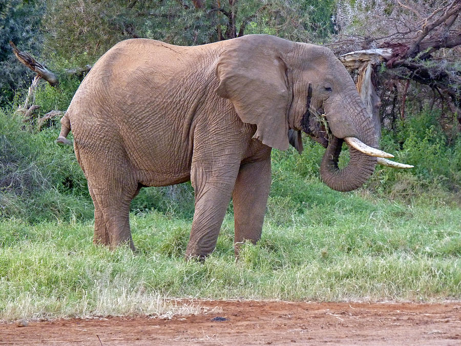African Elephant Feeding Photograph by Tony Murtagh