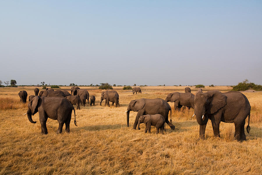 African Elephant Herd, Botswana Photograph By Mint Images  Art Wolfe