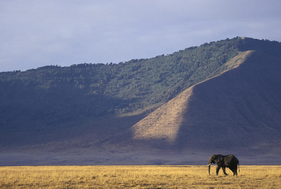 African Elephant In Ngorongoro Crater Photograph by Suzi Eszterhas