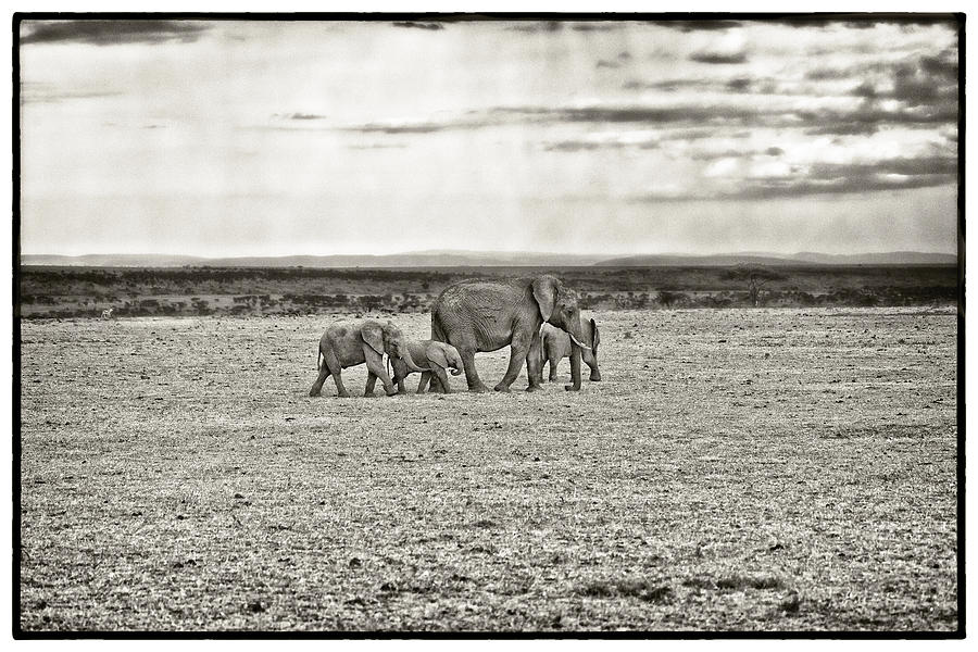 African Elephant in the Masai Mara Photograph by Perla Copernik