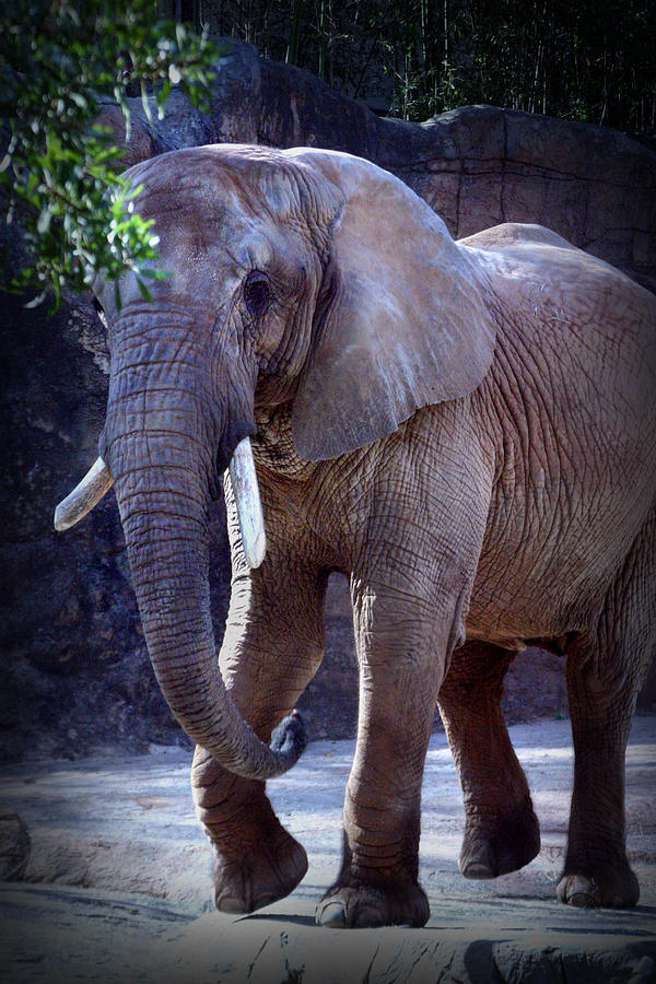 African Elephant Photograph by Kelly Hazel