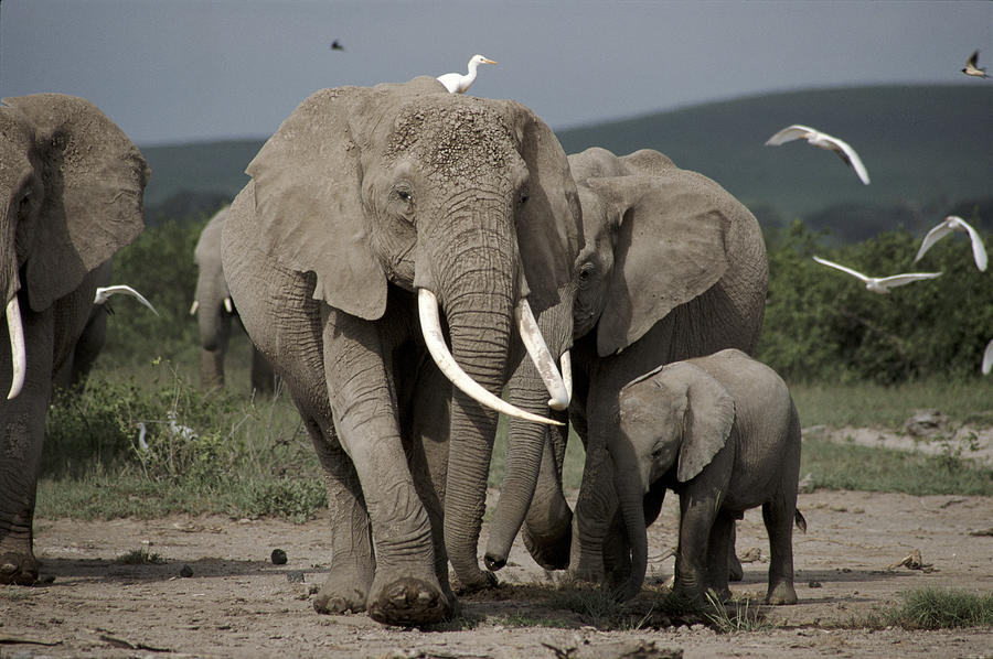 Mammal Photograph - African Elephant Loxodonta Africana by John Sparks