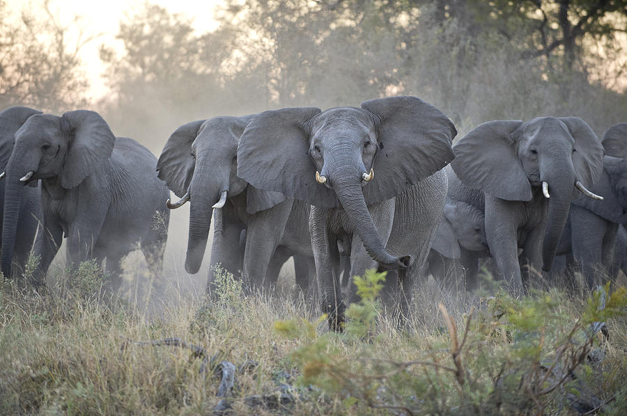 African Elephant Loxodonta Africana Photograph by Suzi Eszterhas
