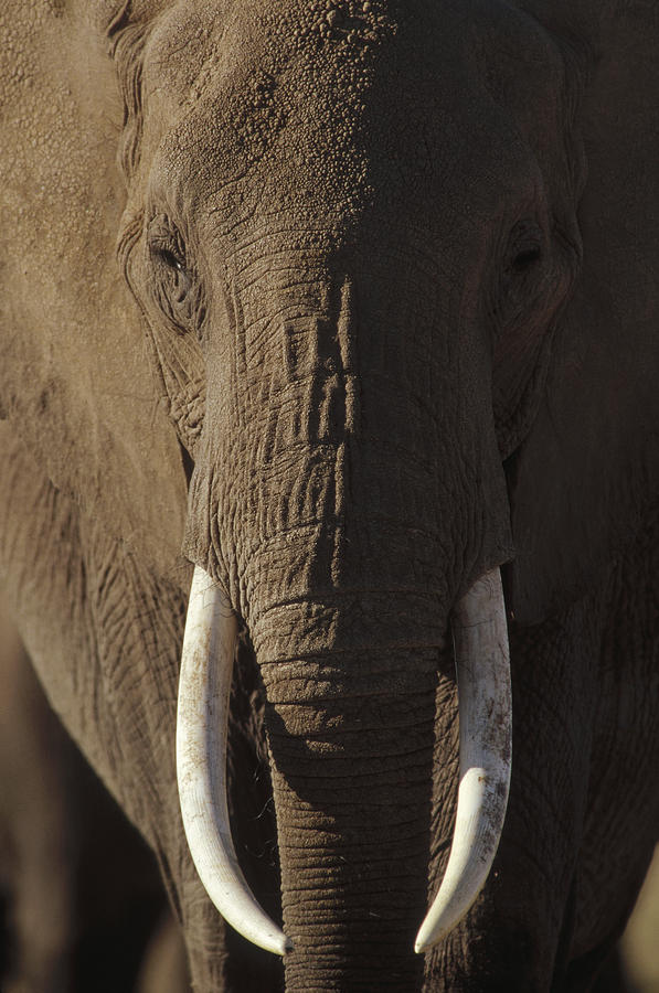 African Elephant Male Portrait Photograph by Tim Fitzharris
