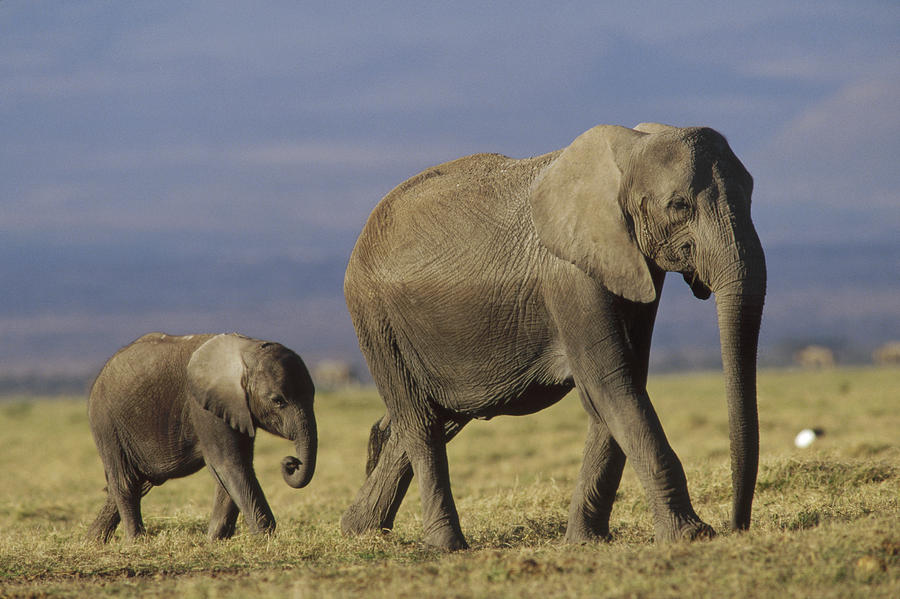 African Elephant Mother Leading Calf Photograph by Tim Fitzharris