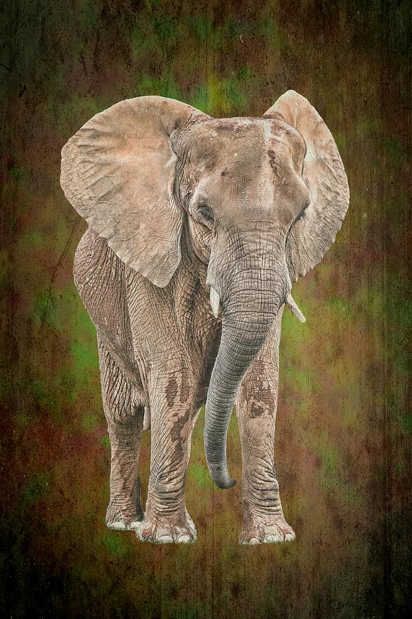 African Elephant Photograph by Rudy Umans