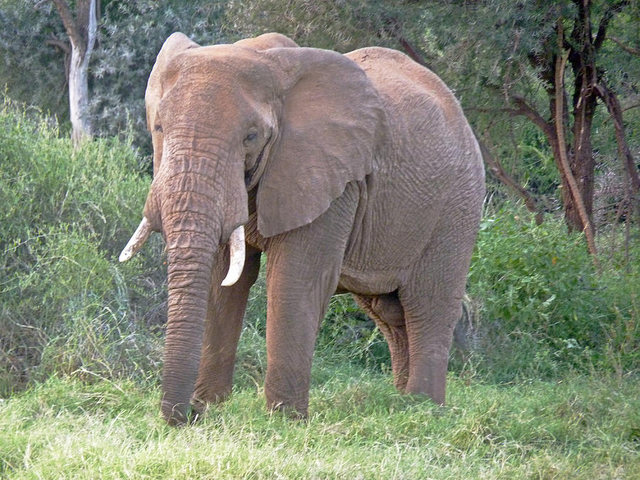 African Elephant Photograph by Tony Murtagh