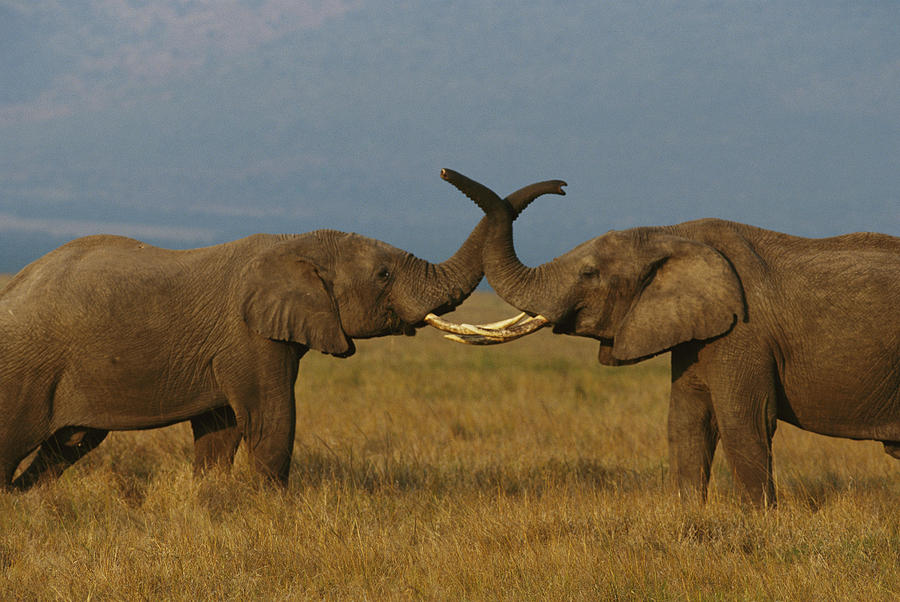 African Elephants Communicate Photograph by Michael Nichols