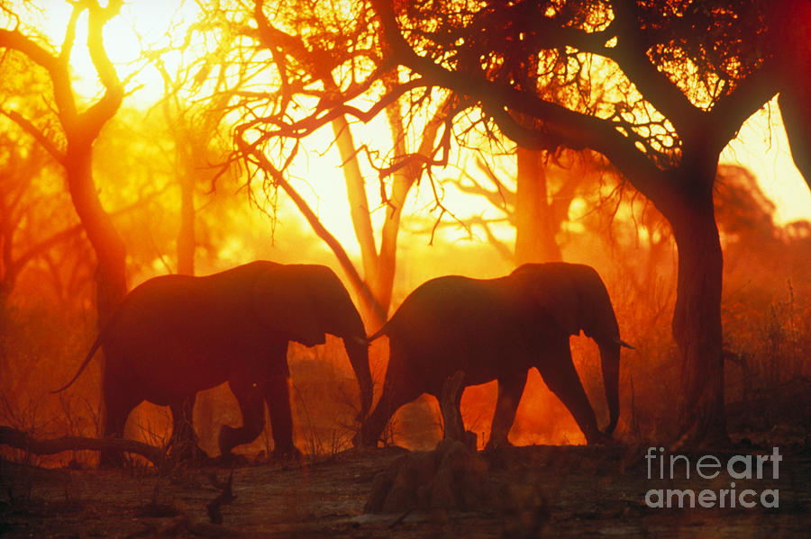 African Elephants Photograph by Gregory G Dimijian