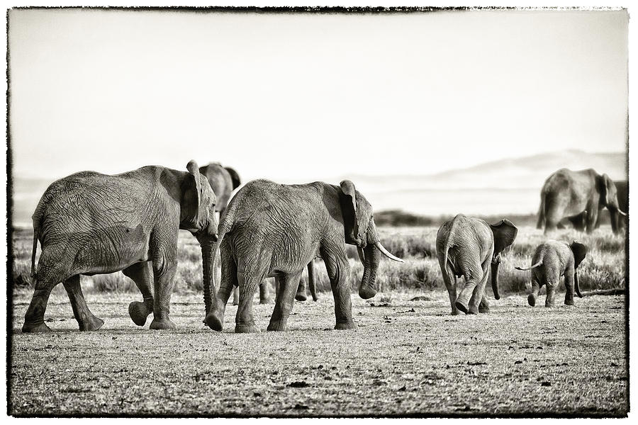 African Elephants in the Masai Mara Photograph by Perla Copernik