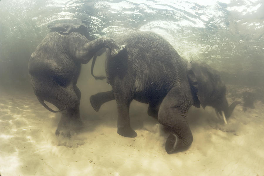 Wildlife Photograph - African Elephants Swimming by Peter Scoones