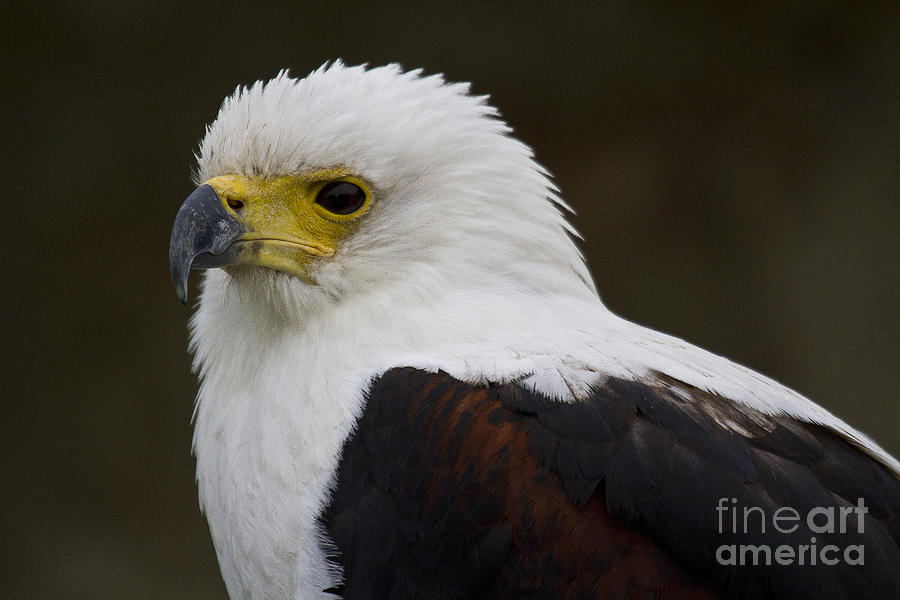 African fish eagle 1 Photograph by Heiko Koehrer-Wagner