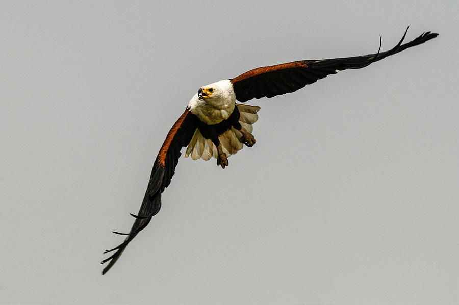 African Fish Eagle Photograph by Alistair Lyne