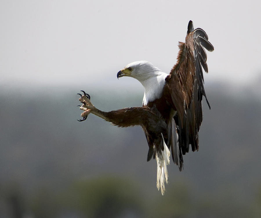 The African Fish Eagle - Know your subject - Bird photography