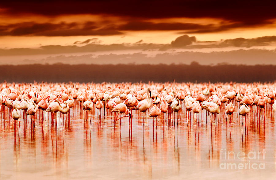 Bird Photograph - African flamingos on sunset by Anna Om
