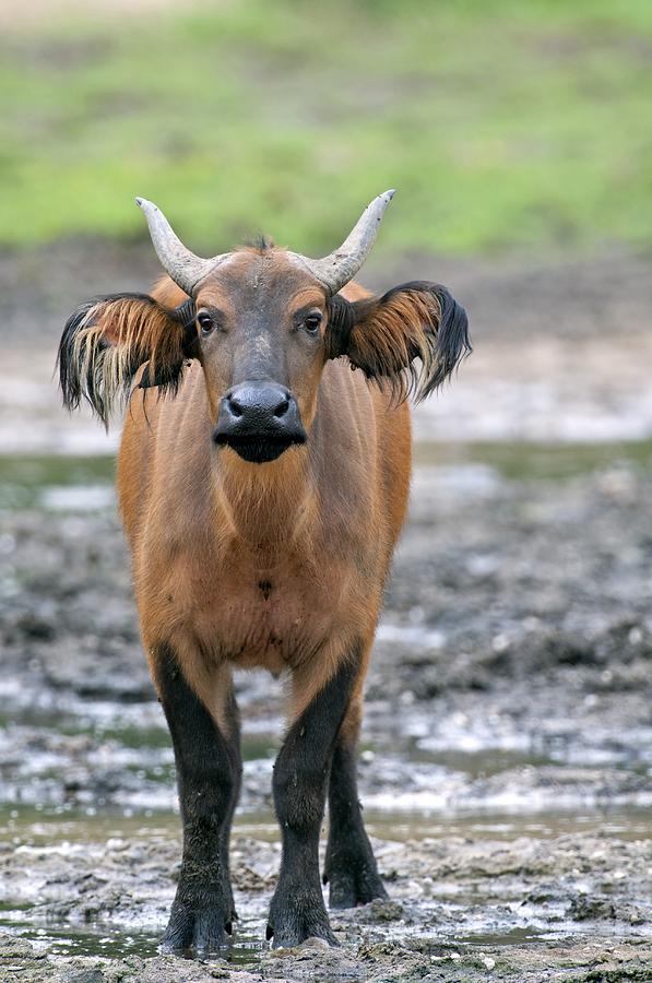 African Forest Buffalo Photograph by Tony Camacho