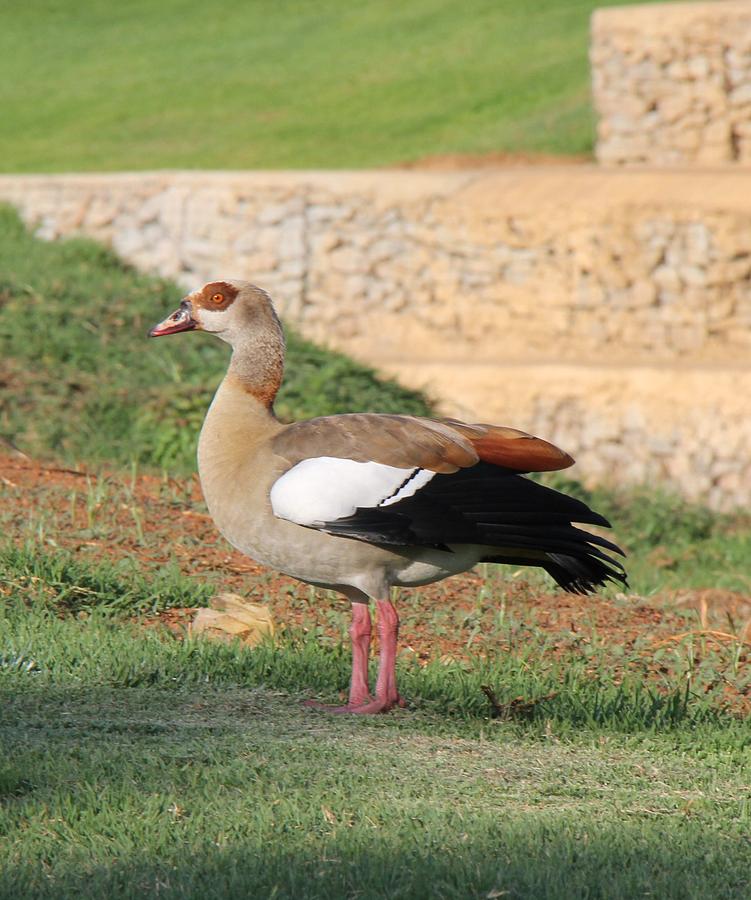 African Photograph - African Goose by Art.