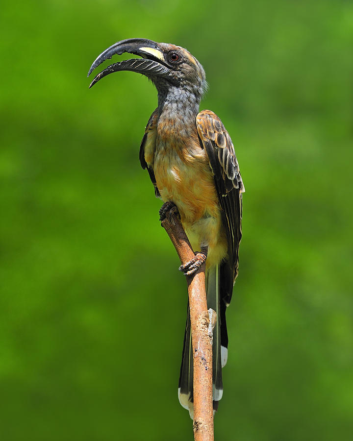 African Grey Hornbill Photograph by Tony Beck