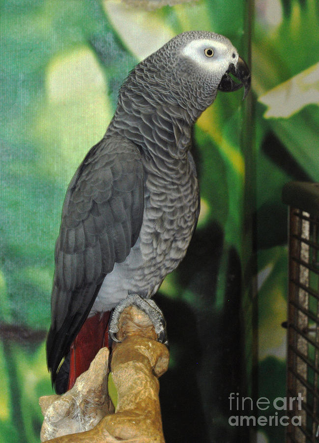 African Grey Parrot Photograph By Ginger Harris