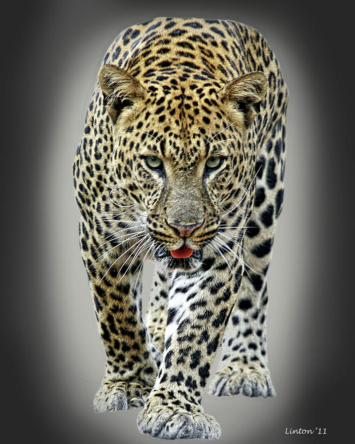 African Leopard 2 Photograph by Larry Linton