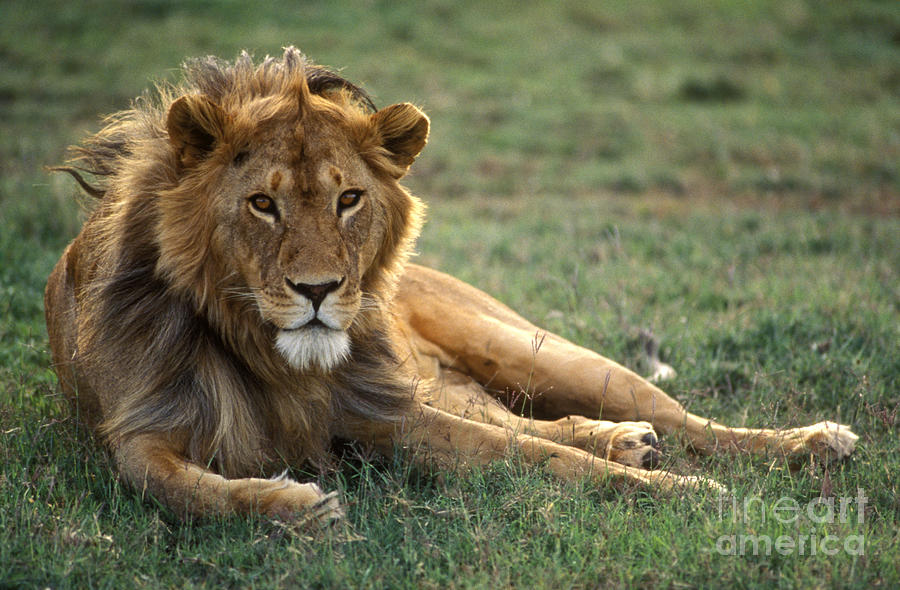 African Lion - Serengeti Plains Photograph by Craig Lovell