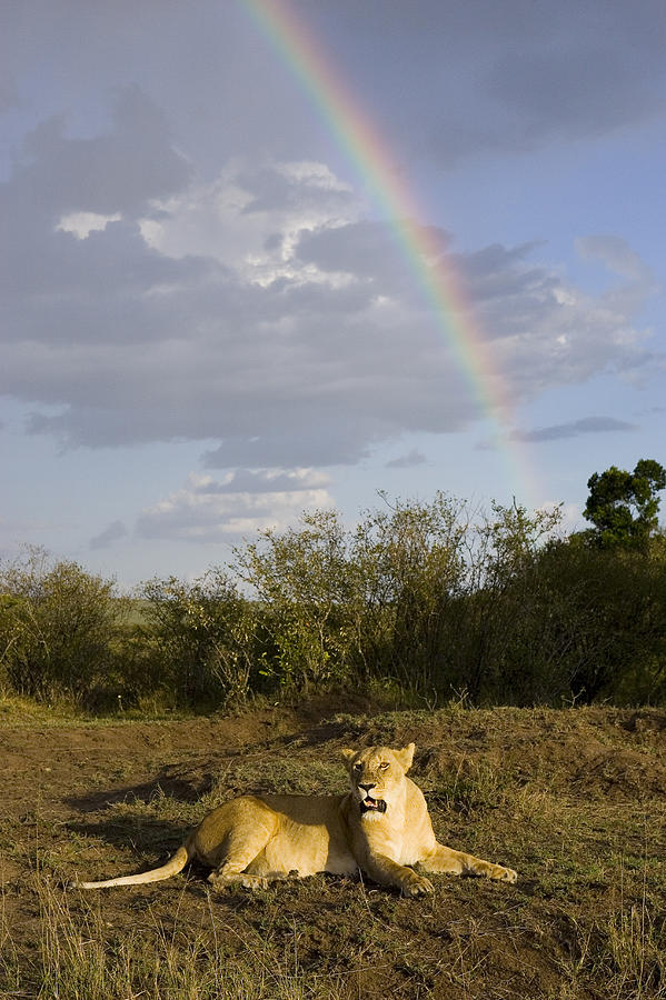 African Lion Adult Female With Rainbow Photograph by Suzi Eszterhas