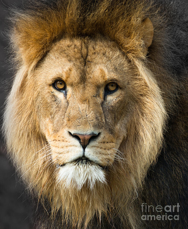 African Lion Photograph by Andrew  Michael