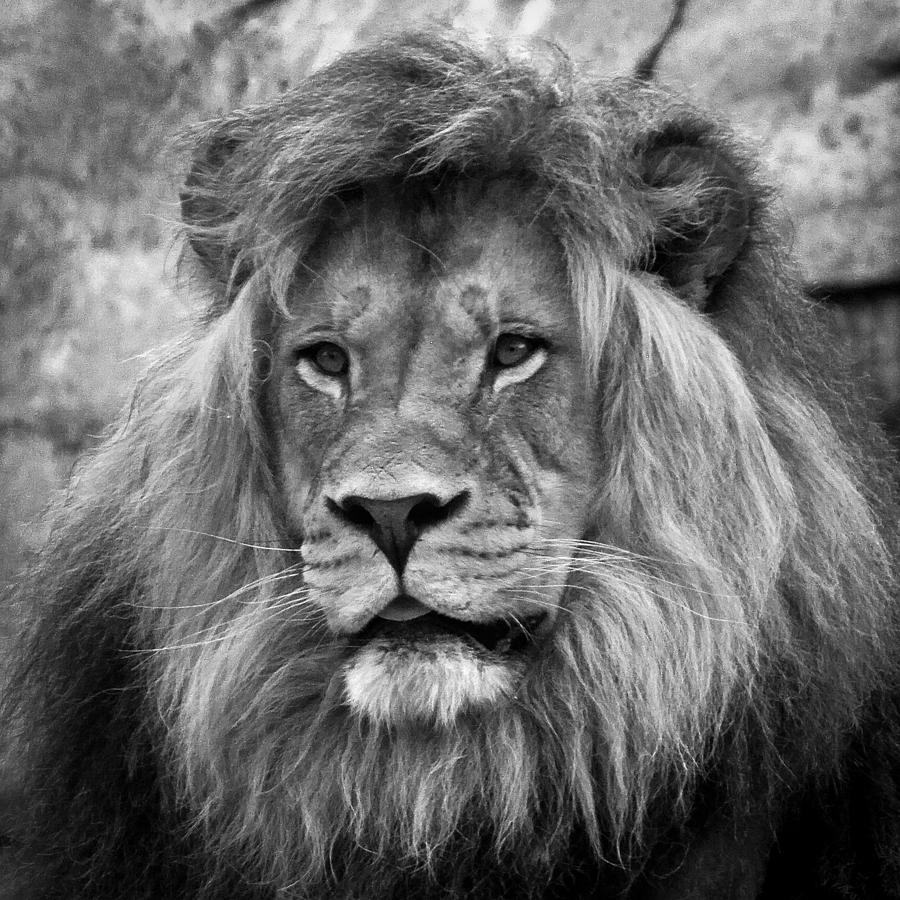 Wildlife Photograph - African Lion Black and White by Steve McKinzie