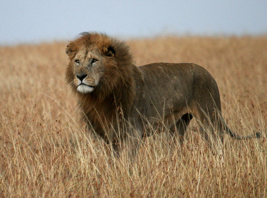 African Lion Photograph by C Ribet