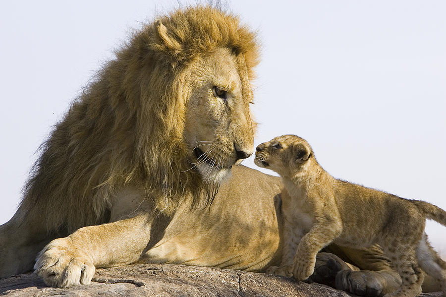 African Lion Cub Meets Father Photograph by Suzi Eszterhas